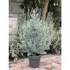 Ялинка Traditional лита в горщику 50 см блакитна новинка Ялинка Traditional лита в горщику 50 см блакитна новинка