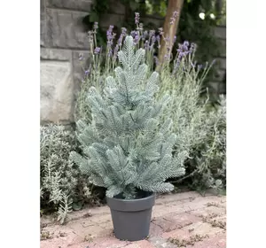 Ялинка Traditional лита в горщику 50 см блакитна новинка Ялинка Traditional лита в горщику 50 см блакитна новинка